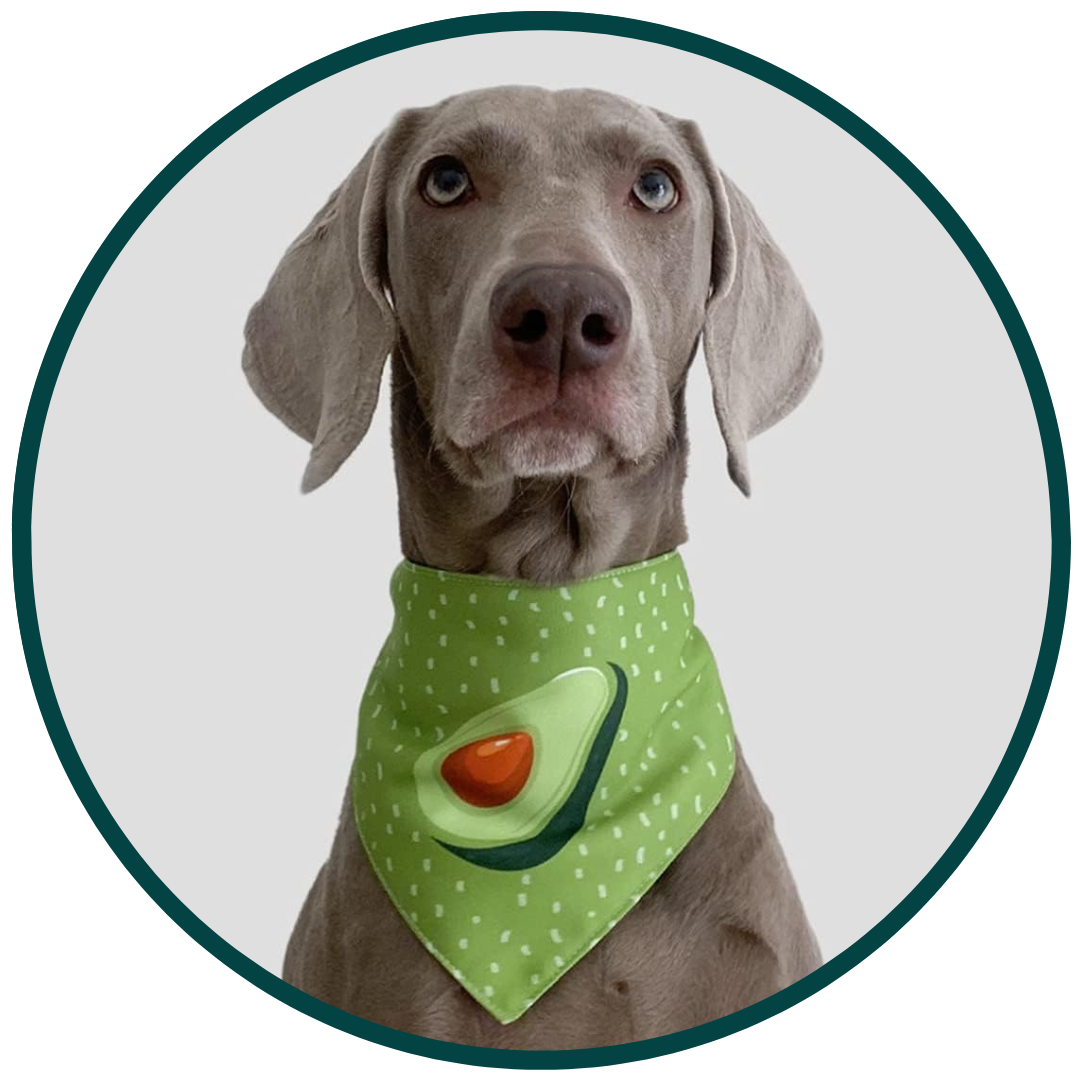 Avocado Schal