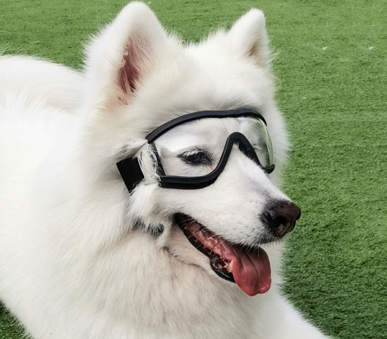 Dog Goggles
