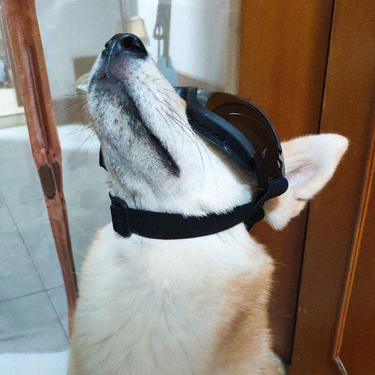Dog Goggles