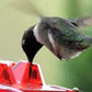 Ant Proof Hummingbird Feeder Outdoor Hanging Perch