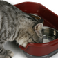 Splashproof Feeding Bowls
