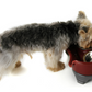 Splashproof Feeding Bowls