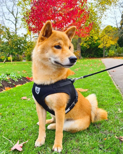 Bouboo Dog Harness And Leash