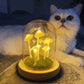 DIY Mushrooms in Forests Light
