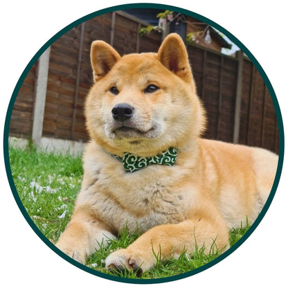 Wavy Bowtie and Collar