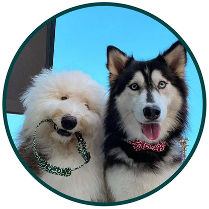 Wavy Bowtie and Collar
