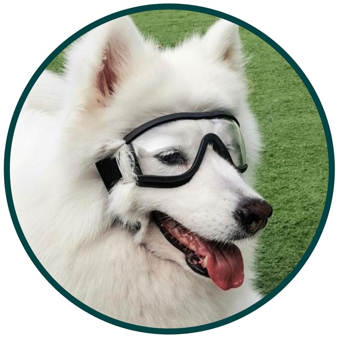 Dog Goggles