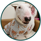 Bear Print Clothing