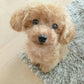 Realistic Teddy Dog Lucky Plush Puppy