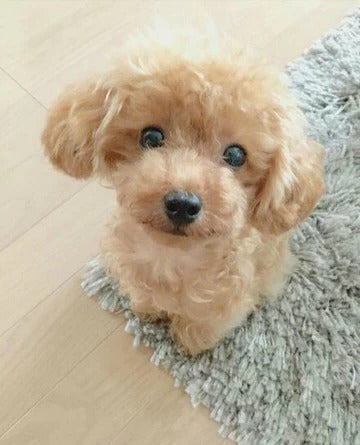 Realistic Teddy Dog Lucky Plush Puppy