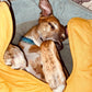Leaf Shape Dog Blanket with Donut Dog Bed Luxury Dog Gifts
